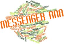 ‘Transferring Memory’ From One Organism to Another a Possibility? Transferring Memory RNA transfer