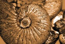 मेघालय युग मेघालय युग मेघालय युग पृथ्वी भूवैज्ञानिक