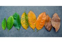 古い細胞の若返り:老化を容易にする 若返り古い老化細胞の老化は寿命を改善します