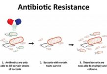 Resistenza agli antibiotici: un imperativo per fermare l'uso indiscriminato e una nuova speranza per combattere i batteri resistenti batteri resistenti agli antibiotici minaccia globale per l'umanità