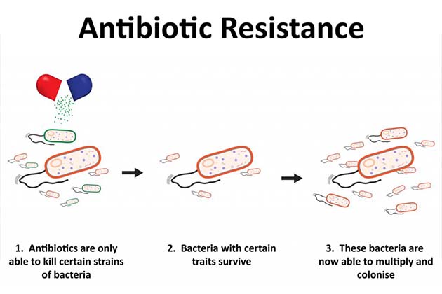 एंटीबायोटिक प्रतिरोध बैक्टीरिया वैश्विक खतरा मानव जाति