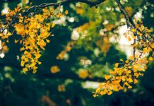 რა აიძულებს გინგგო ბილობას ცოცხლობს ათასი წლის განმავლობაში გინკო ბილობა დაბერება დიდხანს ცოცხლობს