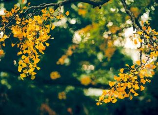 What Makes Ginkgo biloba Live for Thousand Years Ginkgo biloba ageing live long