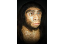 Crescimento do cérebro de Neandertal no laboratório Genética humana do cérebro de Neanderthal