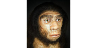 Neanderthal Cervello genetico umano