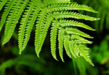 Ġenoma tal-felċi dekodifikata: Tama għas-Sostenibbiltà Ambjentali Ġenoma tal-felċi Azolla ta' fissazzjoni tan-nitroġenu dekodifikat