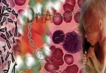 Correggere le condizioni genetiche nei bambini non ancora nati La malattia genetica dei bambini non ancora nati condiziona i mammiferi