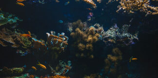 Ondas internas oceánicas de la biodiversidad de aguas profundas