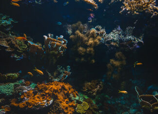 Oceanic Internal Waves Influence Deep-Sea Biodiversity Deep-Sea Biodiversity oceanic internal waves