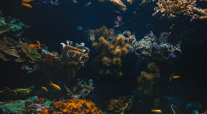 Valët e brendshme oqeanike të Biodiversitetit të Detit të Thellë