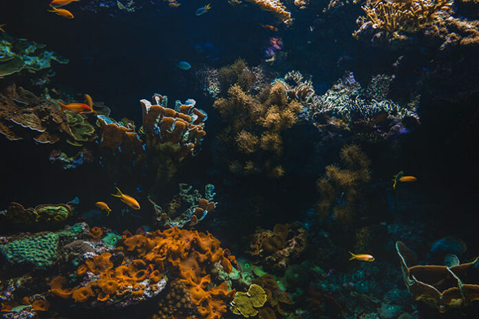 गहरे समुद्र में जैव विविधता समुद्री आंतरिक लहरें