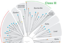 Humans and Viruses: A Brief History of Their Complex Relationship And Implications for COVID-19 Humans and Viruses genome chimera Humans and Viruses: A Brief History of Their Complex Relationship And Implications for COVID-19