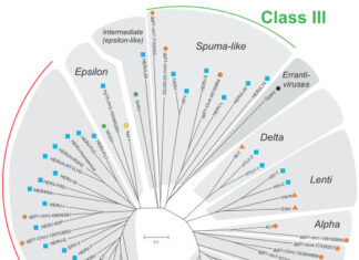 Одамҳо ва вирусҳо: Таърихи мухтасари муносибатҳои мураккаби онҳо ва оқибатҳои онҳо барои COVID-19 Одамҳо ва вирусҳо геномҳои кимера Инсон ва вирусҳо: Таърихи мухтасари муносибатҳои мураккаби онҳо ва оқибатҳои онҳо барои COVID-19