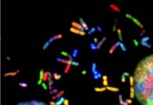Gjeni PHF21B i implikuar në formimin e kancerit dhe depresionit ka një rol edhe në zhvillimin e trurit Gjeni PHF21B i implikuar në formimin e kancerit dhe depresionit ka një rol edhe në zhvillimin e trurit
