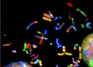 Gjeni PHF21B i implikuar në formimin e kancerit dhe depresionit ka një rol edhe në zhvillimin e trurit Gjeni PHF21B i implikuar në formimin e kancerit dhe depresionit ka një rol edhe në zhvillimin e trurit