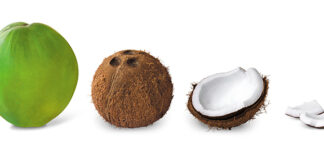Hypersensibilité de contact avec la peau à l'huile de noix de coco Allergie alimentaire à l'huile de noix de coco