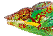 Першае паспяховае рэдагаванне гена ў Lizard з выкарыстаннем тэхналогіі CRISPR Рэдагаванне гена яшчаркі. Генетычныя маніпуляцыі CRISPR. Эвалюцыя рэптылій