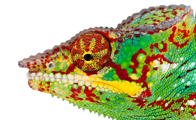 Lizard gene editing CRISPR genetic manipulation reptilian evolution