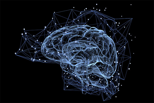 Maiali cervello immortalità longevità revival del cervello