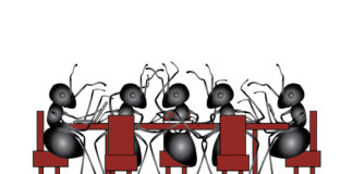 fourmi société animale réseau social animal plasticité
