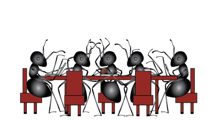 ant animal society animal social network plasticity