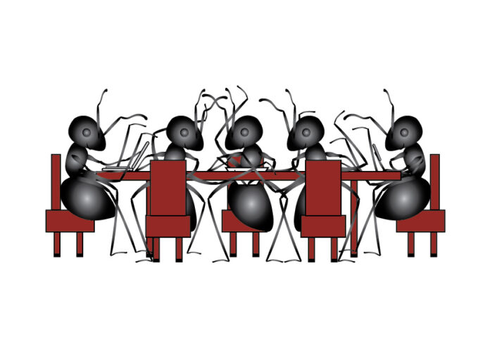 fourmi société animale réseau social animal plasticité