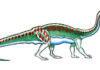 Le plus grand fossile d'animal de dinosaure en Afrique du Sud