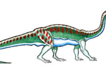 The Largest Dinosaur Fossil Excavated for the First Time in South Africa Largest Dinosaur animal fossil south africa