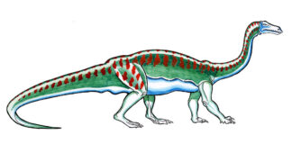 Самая большая окаменелость животного динозавра в Южной Африке