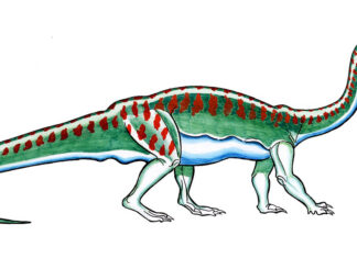 Le plus grand fossile d'animal de dinosaure en Afrique du Sud