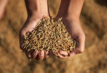 Павышэнне прадукцыйнасці сельскай гаспадаркі праз стварэнне грыбковага сімбіёзу раслін Павышэнне прадукцыйнасці сельскай гаспадаркі праз стварэнне грыбковага сімбіёзу раслін