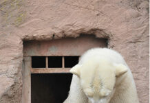 Polar Bear air a bhrosnachadh, Insaladh togalach lùth-èifeachdach Insaladh teirmeach togalach Polar Bear