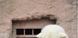Polar Bear building thermal insulation