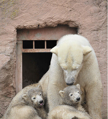 Isolamento termico dell'edificio dell'orso polare