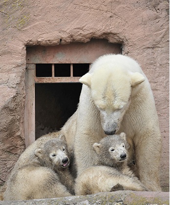 Isolamento termico dell'edificio dell'orso polare