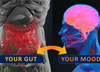 Fanamaivanana ny fanahiana amin'ny alàlan'ny fanitsiana ny sakafo probiotika sy tsy misy probiotika Fanampiana fanahiana probiotika tsy probiotika fanitsiana sakafo