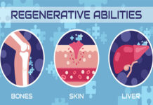 "ზრდასრული ბაყაყი ხელახლა იზრდება ამპუტირებული ფეხები": წინსვლა ორგანოთა რეგენერაციის კვლევაში ორგანოს რეგენერაცია ბაყაყის ამპუტირებული ფეხი