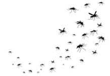 एउटा नयाँ औषधि जसले मलेरिया परजीवीहरूलाई लामखुट्टेलाई सङ्क्रमण गर्नबाट रोक्छ लामखुट्टे मलेरिया परजीवी एन्टिमेलेरियल ड्रग्स