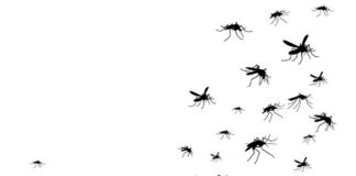 Muggen malariaparasiet antimalariamiddelen