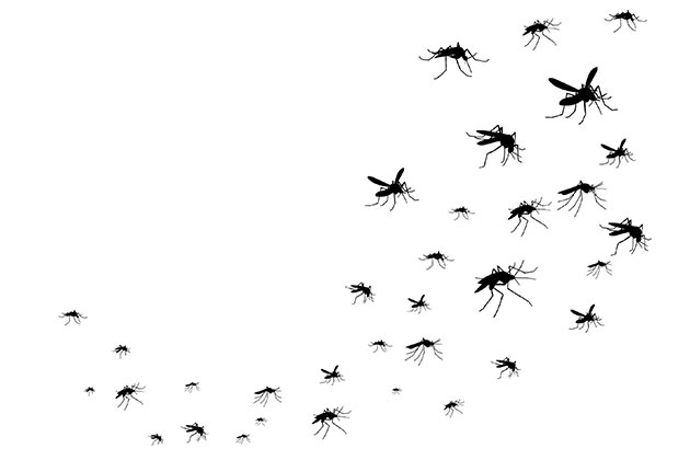 Muggen malariaparasiet antimalariamiddelen