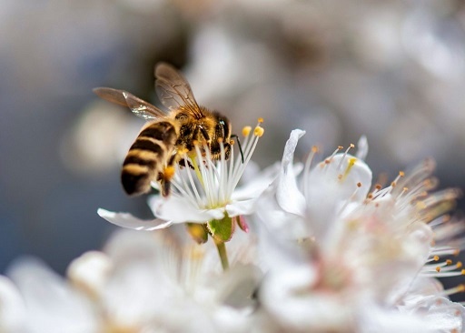 mật ong manuka methylglyoxal MG covid chống vi rút