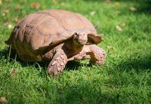 గాలాపాగోస్ దీవులు: దాని గొప్ప పర్యావరణ వ్యవస్థను ఏది నిలబెట్టింది? గాలాపాగోస్ దీవులు: దాని గొప్ప పర్యావరణ వ్యవస్థను ఏది నిలబెట్టింది?