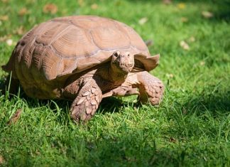 Galápagos Islands: What Sustains its Rich Ecosystem? Galápagos Islands: What Sustains its Rich Ecosystem?