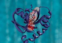 Human Proteome Project (HPP): Blueprint na Sumasaklaw sa 90.4% ng Human Proteome na Inilabas Human Proteome Project (HPP): Blueprint na Sumasaklaw sa 90.4% ng Human Proteome na Inilabas