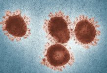 เรื่องราวของ Coronaviruses: '' นวนิยาย Coronavirus (SARS-CoV-2) '' อาจเกิดขึ้นได้อย่างไร? เรื่องราวของ Coronaviruses: '' นวนิยาย Coronavirus (SARS-CoV-2) '' อาจเกิดขึ้นได้อย่างไร?