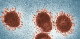 Historia de los coronavirus: ¿Cómo pudo haber surgido el '' nuevo coronavirus (SARS-CoV-2) ''?