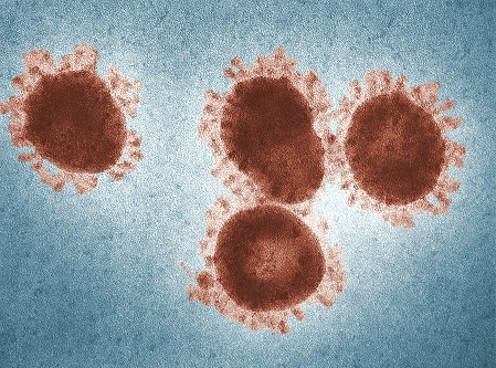 Verhaal van koronavirusse: hoe die '' nuwe koronavirus (SARS-CoV-2)'' moontlik ontstaan ​​het?