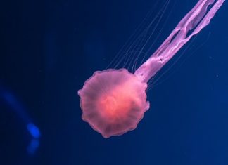 COVID-19 генетикасы: неге кейбір адамдар ауыр белгілерді дамытады COVID-19 генетикасы: неге кейбір адамдар ауыр белгілерді дамытады