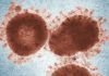 टैस्पिगैरगिन (टीजी): एक संभावित कैंसर-रोधी और ब्रॉड-स्पेक्ट्रम एंटी-वायरल एजेंट जो SARS-CoV-2 के खिलाफ प्रभावी हो सकता है