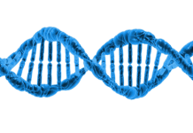 डीएनए को आगे या पीछे पढ़ा जा सकता है बैक्टीरियल डीएनए पीछे की ओर द्विदिश पढ़ता है